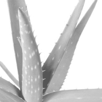 Master Leadership Competencies with Aloe